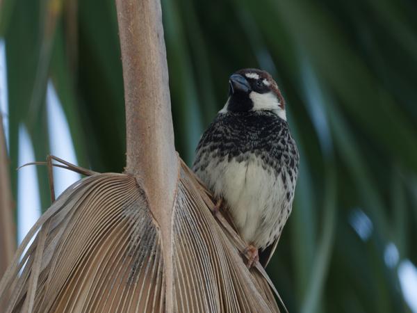 <h3><a href="/trips/grancanaria-2023/biota/animalia/chordata/aves/040 passeriformes/113 passeridae/passer hispaniolensis/passer hispaniolensis-nl.html">Passer&nbsp;hispaniolensis</a> / Spanish&nbsp;sparrow / Spaanse&nbsp;mus</h3>NIKON D500 met AF-S Nikkor 500mm f/5.6E PF ED VR, 1/1000 sec  bij F5.6, ISO 500, afstand 11.2&nbsp;m
